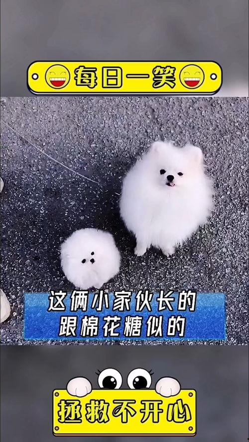 棉花糖搞笑配音,笑料横生的欢乐盛宴