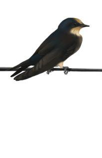 关于燕子资料,翱翔天空的精灵与生态平衡的守护者